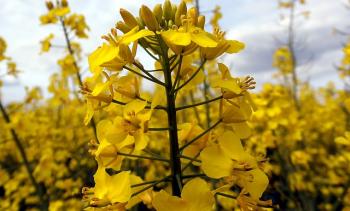 Aplicacions dels biocombustibles