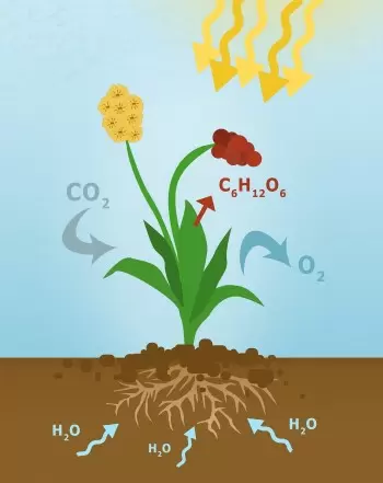 Fotosíntesi: procés, funció, importància i fórmula
